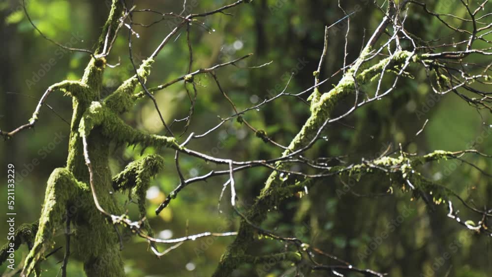 A close-up shot of the moss-covered and withered tree branches. Spiderwebs, backlit by the sun, stretch between the branches. Slow-motion A close-up shot of the moss-covered and withered tree branches. Spiderwebs, backlit by the sun, stretch between the branches. Slow-motion