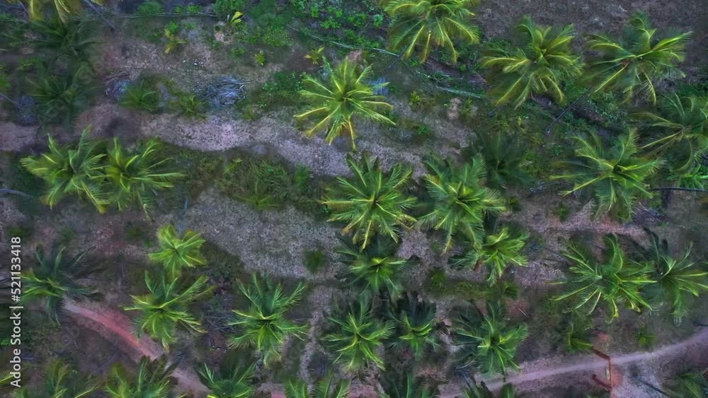 Tropical Palm Treetops On The Rural Town At South Goa, India. Aerial Drone Shot Tropical Palm Treetops On The Rural Town At South Goa, India. Aerial Drone Shot