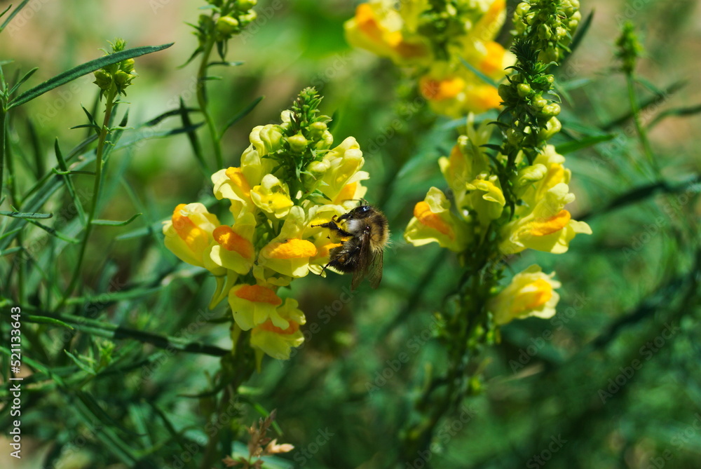 Trzmiel na kwiatach wyżlinu