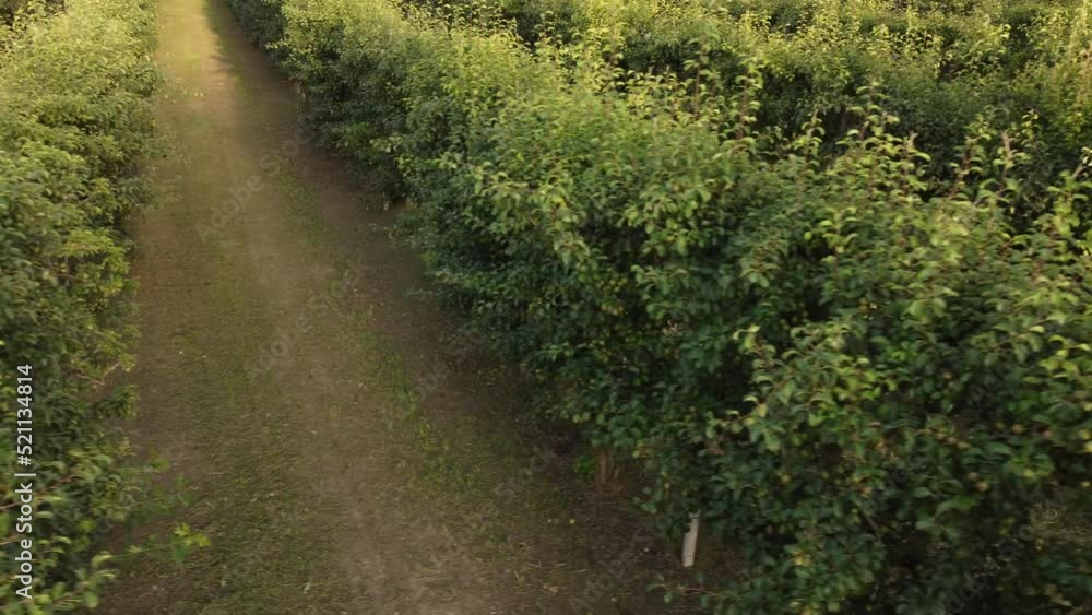 Pear Martin Sec Fruit Agriculture Cultivation Field Pear Martin Sec Fruit Agriculture Cultivation Field