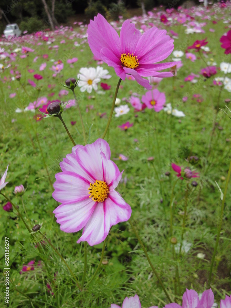 愛媛県三間町　一面のコスモス畑　
