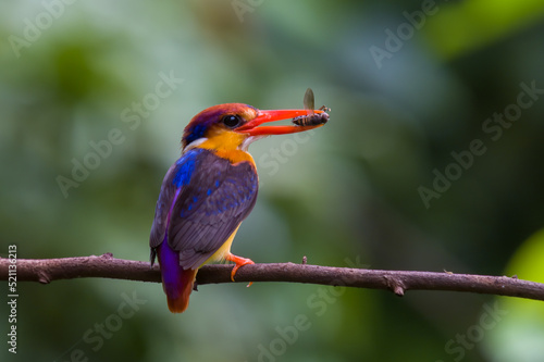 Oriental dwarf kingfisher (Ceyx erithaca) or three-toed kingfisher with bee kill seen at Chiplun in Maharashtra, India