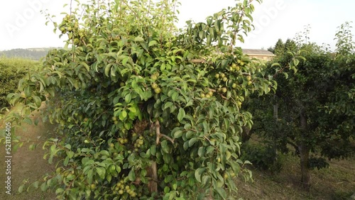 Pear Martin Sec Fruit Agriculture Cultivation Field photo