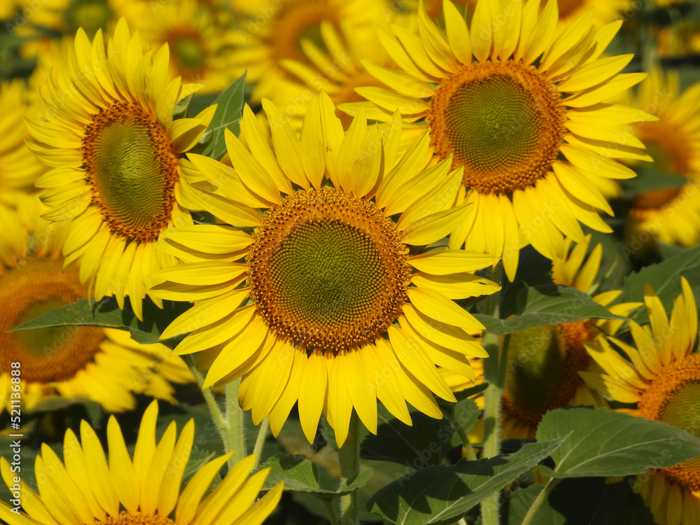 blooming sunflower fields in sunlight close up