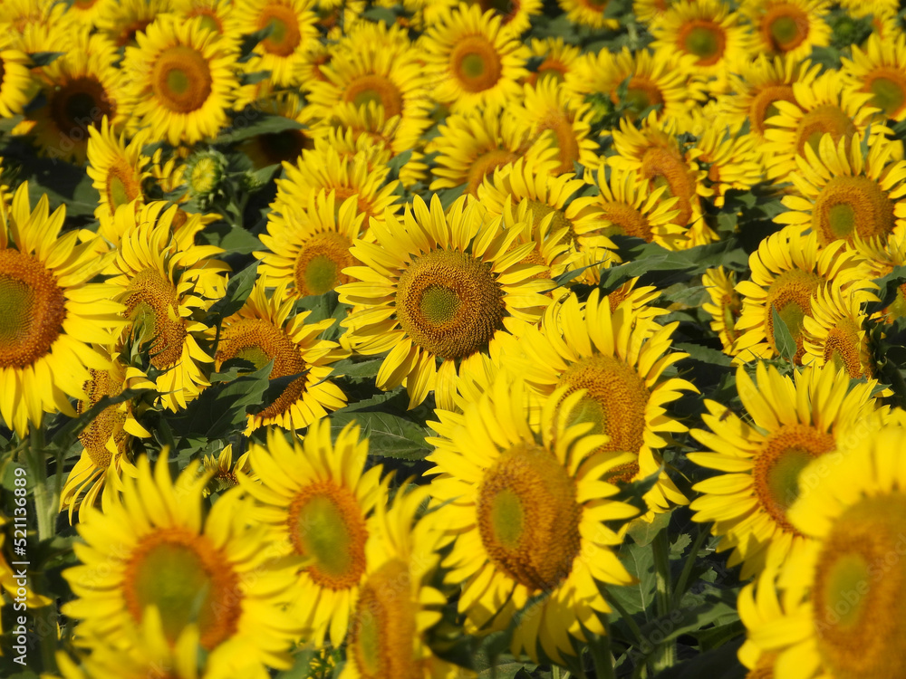blooming sunflower fields in sunlight close up blooming sunflower fields in sunlight close up