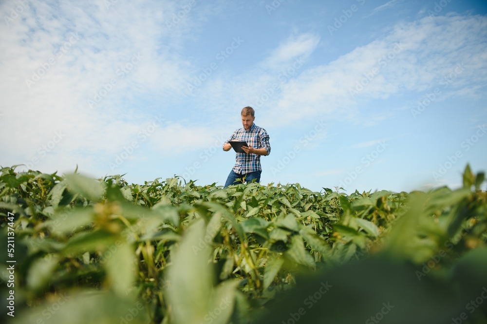 Fototapeta premium Agronomist inspecting soya bean crops growing in the farm field. Agriculture production concept. young agronomist examines soybean crop on field in summer. Farmer on soybean field.