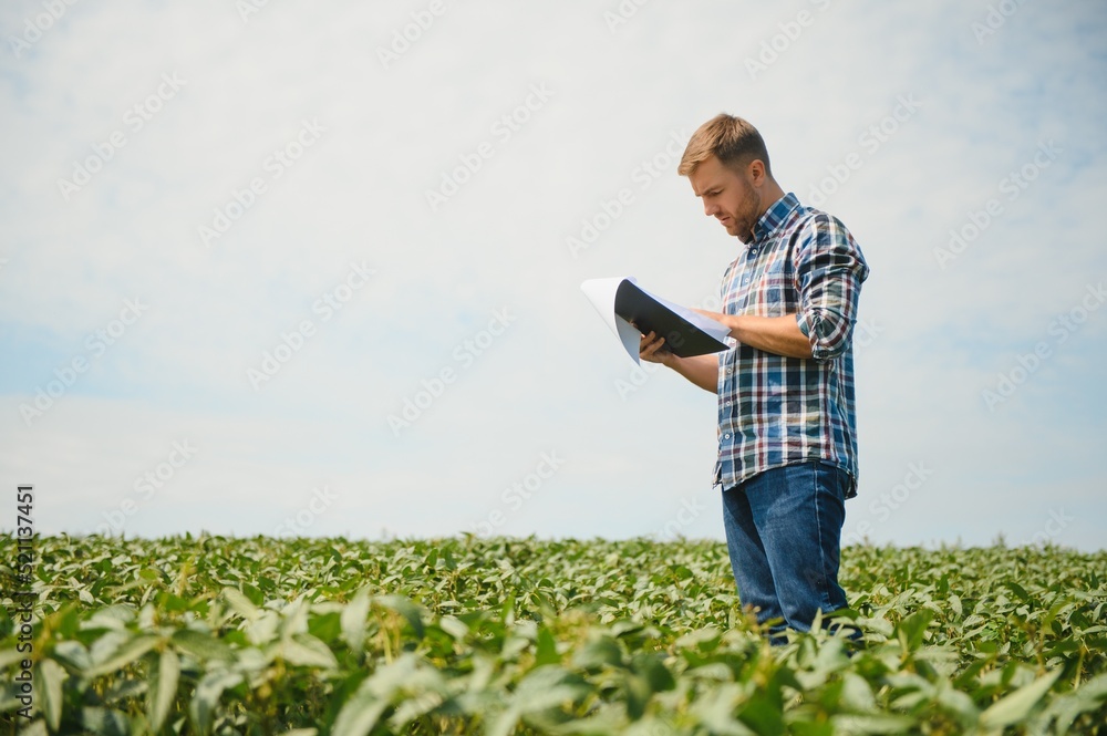 A farmer inspects a green soybean field. The concept of the harvest A farmer inspects a green soybean field. The concept of the harvest