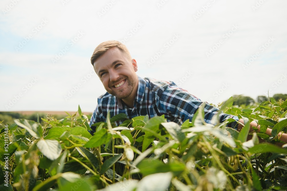 Agronomist inspecting soya bean crops growing in the farm field. Agriculture production concept. young agronomist examines soybean crop on field in summer. Farmer on soybean field. Agronomist inspecting soya bean crops growing in the farm field. Agriculture production concept. young agronomist examines soybean crop on field in summer. Farmer on soybean field.