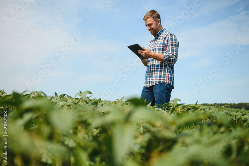 Agronomist inspecting soya bean crops growing in the farm field. Agriculture production concept. young agronomist examines soybean crop on field in summer. Farmer on soybean field.