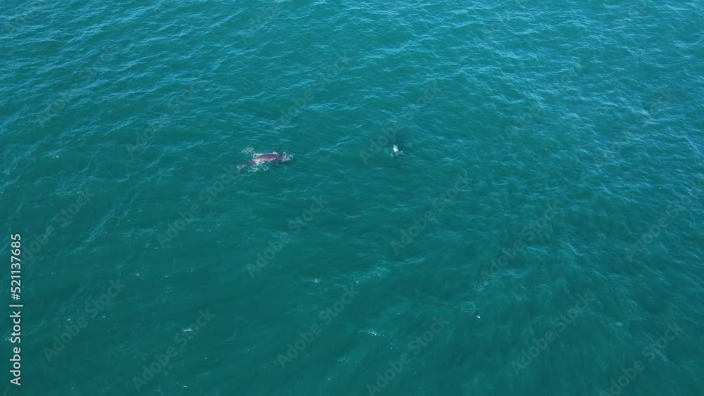 Mom and calf whale pair in Walker Bay, Hermanus, South Africa; elevated aerial Mom and calf whale pair in Walker Bay, Hermanus, South Africa; elevated aerial