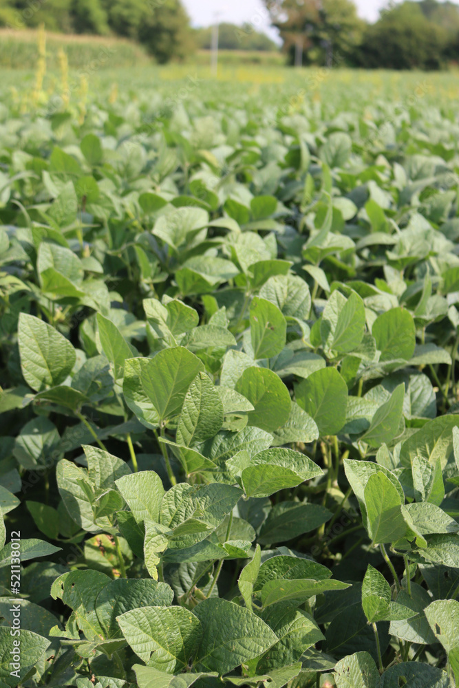 Beautiful green Soybean field in summer. Glycine max. Agricultural landscape Beautiful green Soybean field in summer. Glycine max. Agricultural landscape