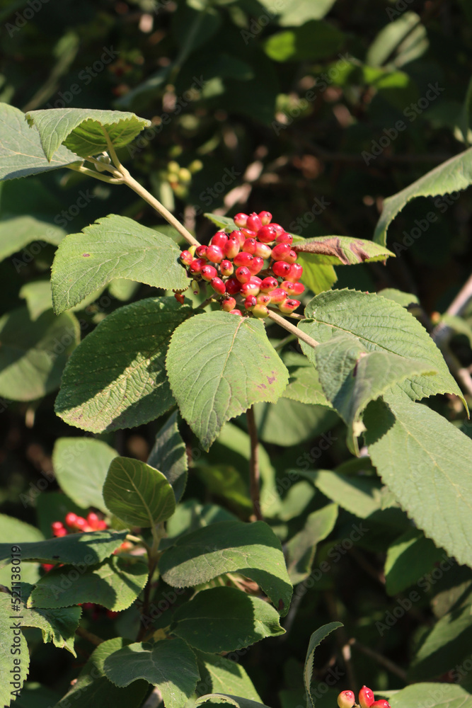 Viburnum lantana tree with unripe berries on branches on early summer