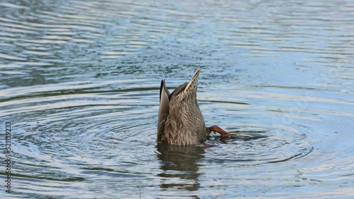 female mallard duck scientific name anas platyrhynchos upending and feeding on water weed