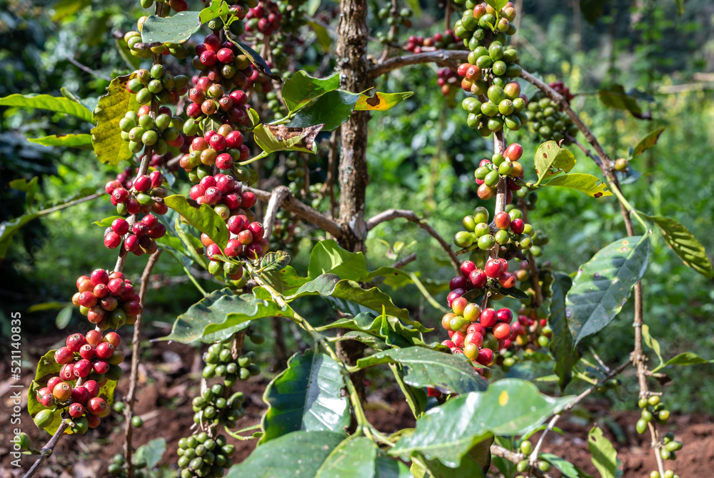 Coffee tree with coffee cherries growth in plantation field. Coffee beans are used to make various coffee beverages and products. Coffee tree with coffee cherries growth in plantation field. Coffee beans are used to make various coffee beverages and products.