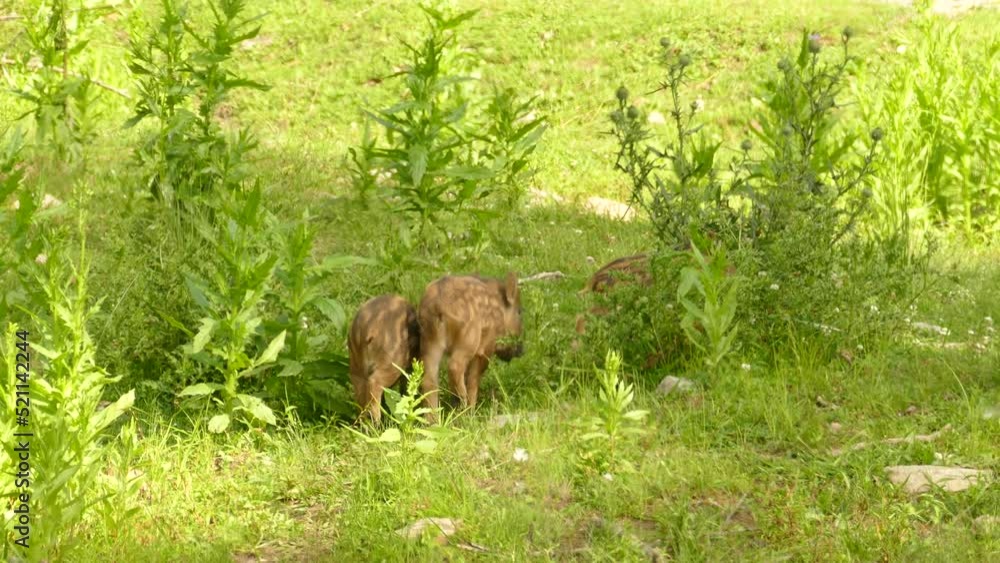 Static view of little wild boars in the vegetation during a sunny day. Static view of little wild boars in the vegetation during a sunny day.