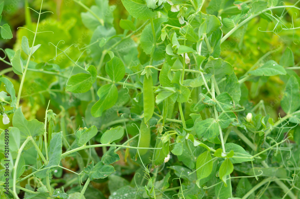 Selective focus of a green bed with growing green peas