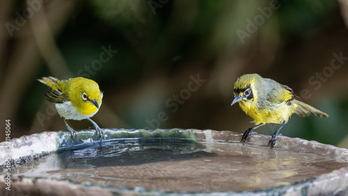 メジロとハハジマメグロ