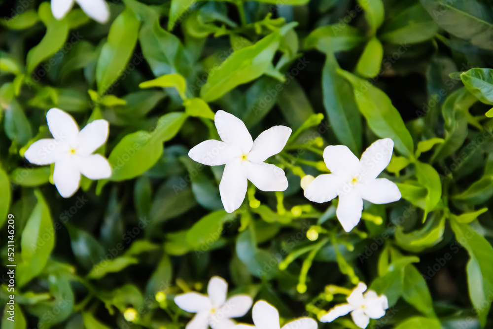 White jasmine sampaguita officinale flower blooming on green leaves top view in garden background White jasmine sampaguita officinale flower blooming on green leaves top view in garden background