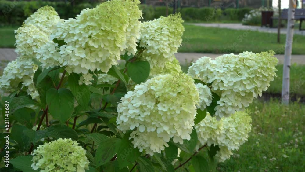 White and green hydrangea flowers. Flowering in the garden in summer. Large bud. Hydrangea flower swaying branches in the wind. White and green hydrangea flowers. Flowering in the garden in summer. Large bud. Hydrangea flower swaying branches in the wind.