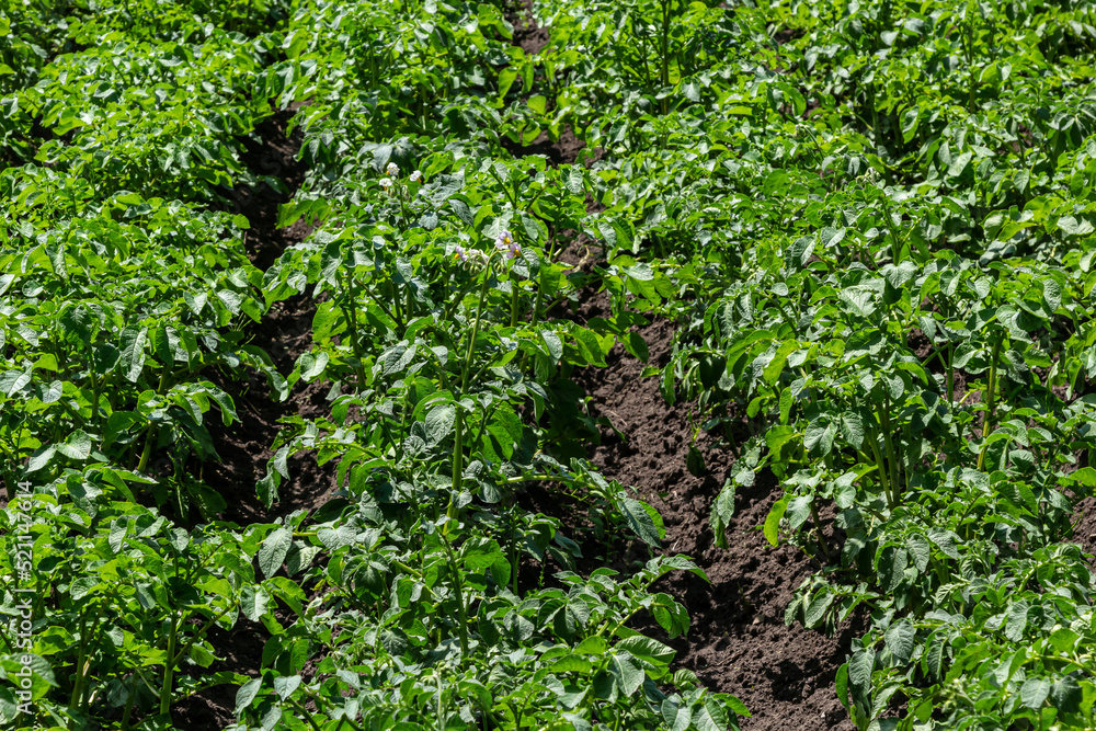 Potato field on a sunny summer day. Agriculture, cultivation of vegetables Potato field on a sunny summer day. Agriculture, cultivation of vegetables