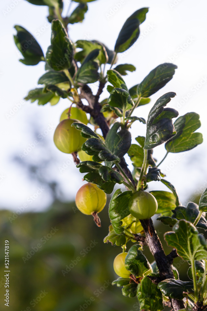 Fresh green gooseberries. Green berries close-up on a gooseberry branch. Young gooseberries in the orchard on a shrub. Gooseberries in the orchard