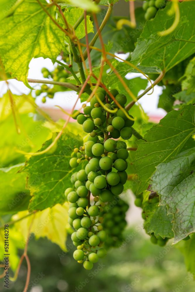 bunches of grapes. unripe grapes. vine and leaves. Green grapes. Grapevine with baby grapes and flowers - flowering of the vine with small grape berries bunches of grapes. unripe grapes. vine and leaves. Green grapes. Grapevine with baby grapes and flowers - flowering of the vine with small grape berries