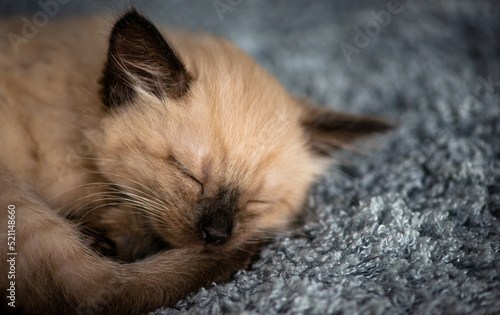 Close-up muzzle of a small cute sleeping kitten © Yarkovoy