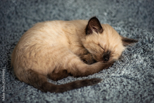 A small cute kitten sleeps sweetly on a fluffy gray blanket, curled up in a ball