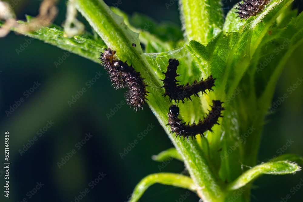 Fototapeta premium Buck Moth Caterpillars, Hemileuca maia, on a leaf
