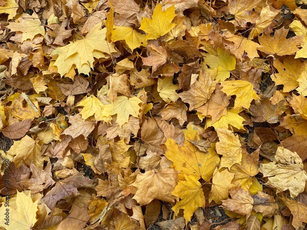 Yellow dry abstract yellow leaves background. Fall concept, autumn wallpaper, October design. Beautiful yellow leaves in an autumn park. Autumn leaves covering the ground in the autumn forest.