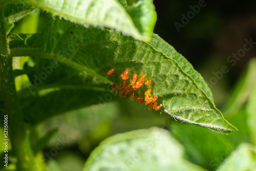 Colorado potato beetle, Leptinotarsa decemlineata, eggs on a leaf in a garden. Top view