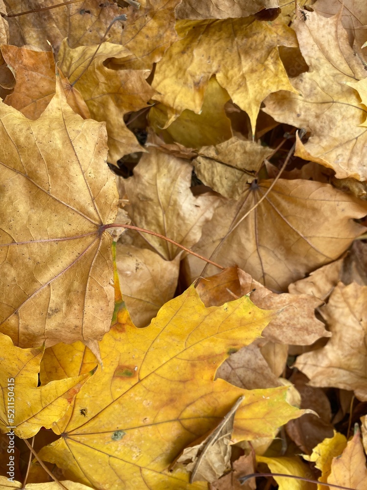 Dry autumn leaves background,  perfect eco concept background, fall