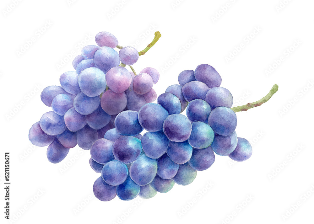 Fototapeta premium 2つの紫ぶどう。水彩イラスト。巨峰。