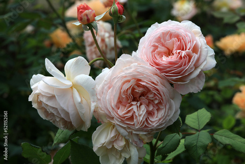 Beautiful and romantic english roses flowers in their natural Environment in the garden with green leaves in the background