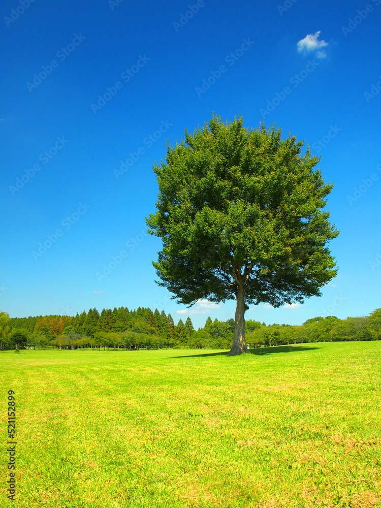 Obraz premium 秋のみさと公園の草原と立ち木のある風景