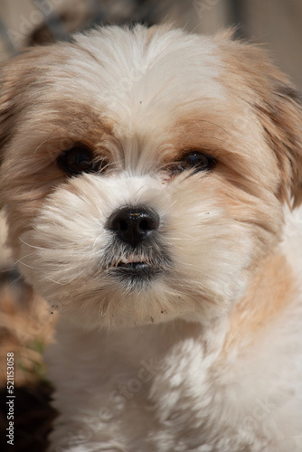 portrait of a puppy © Angelique