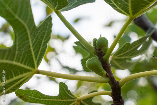 Green raw figs on the branch of a fig tree with morning sun light