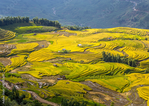 Beautiful scenes of ripen rice terraces in Y Ty, Vietnam