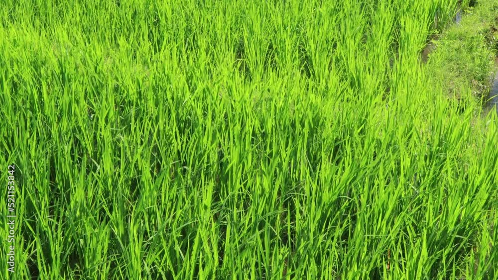 Close up of ears of rice plants swaying by wind in green rice fields at Pa Bong Piang rice terraces Chiang Mai, Thailand. Close up of ears of rice plants swaying by wind in green rice fields at Pa Bong Piang rice terraces Chiang Mai, Thailand.