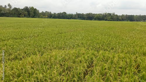 paddy field. Yellow rice paddy in field ready for harvest. Paddy rice field. vast rice fields in the countryside