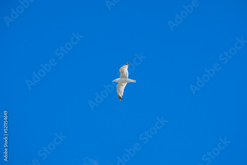 A white seagull against a blue cloudless sky. Copy space