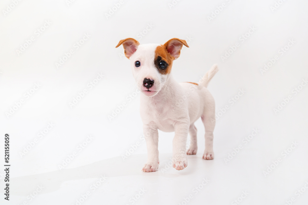 a jack russell terrier puppy on a white background. 