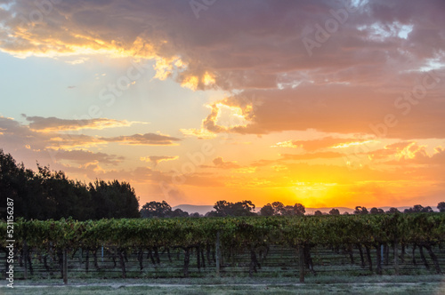 Sunset over the vineyard - Milawa, Victoria, Australia photo