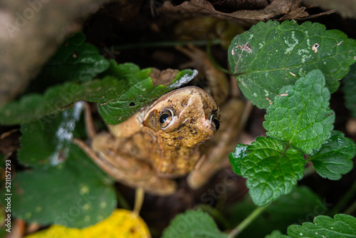 common European frog in summer forest