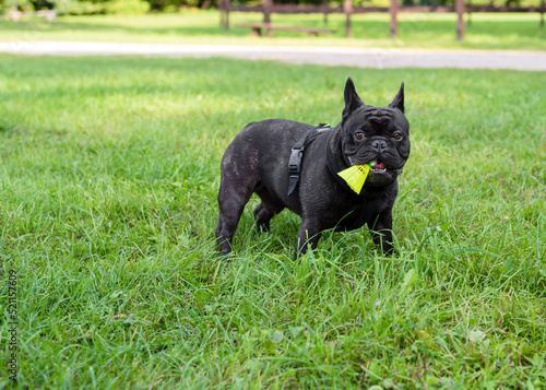 French bulldog on grass background