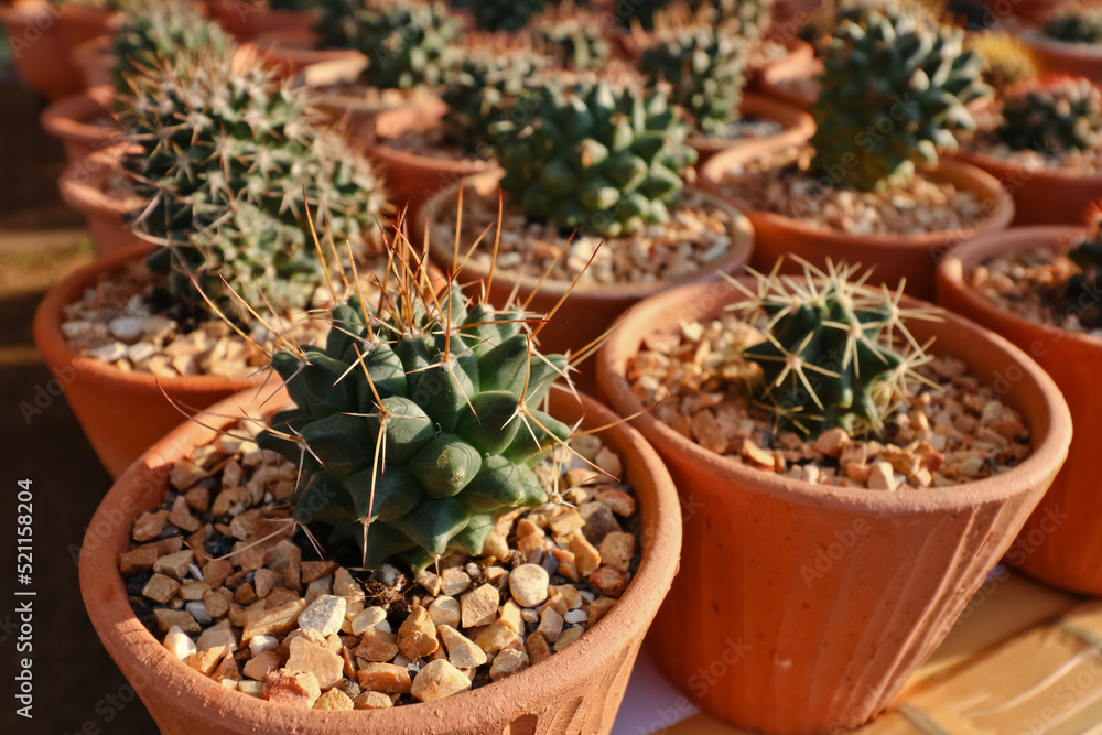 Colorful small cactus is beautiful in the garden. Colorful small cactus is beautiful in the garden.