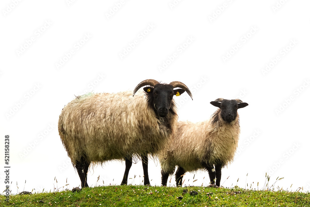 Wool sheep on top of a hill, bright background. Farming and agriculture industry background. Wool sheep on top of a hill, bright background. Farming and agriculture industry background.