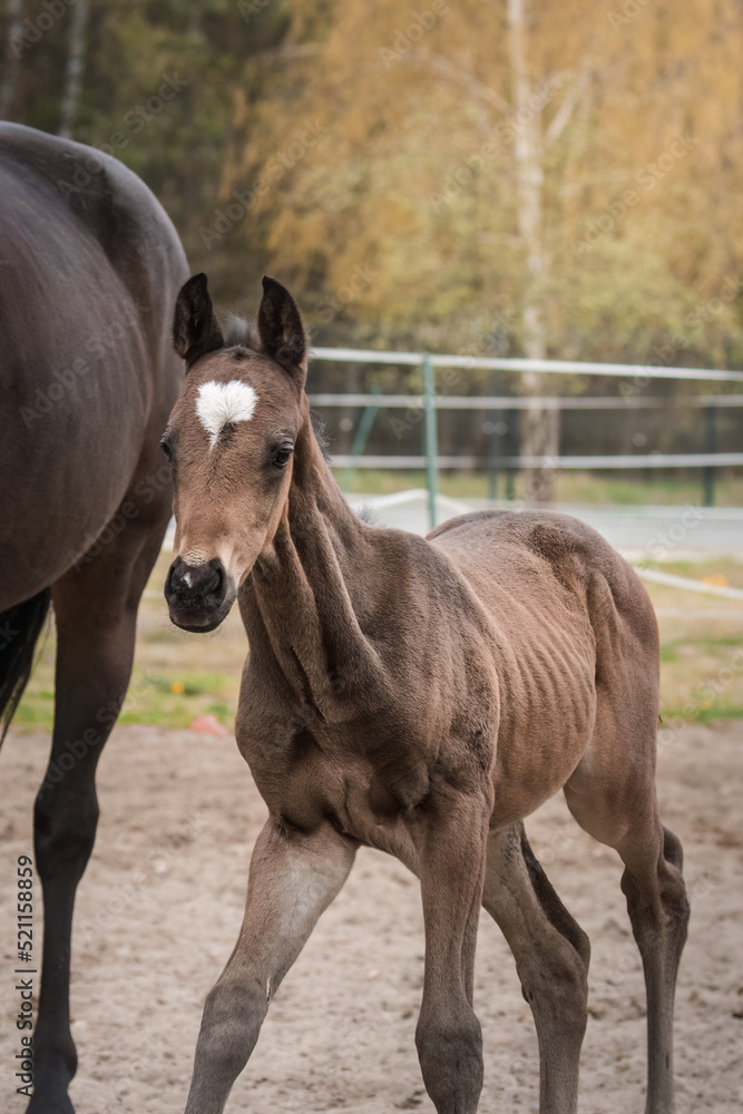 A beautiful young horse on the paddock at the horse farm. A foal on the farm, a beautiful little horse, brown in color. Stable with driving lessons. A beautiful young horse on the paddock at the horse farm. A foal on the farm, a beautiful little horse, brown in color. Stable with driving lessons.