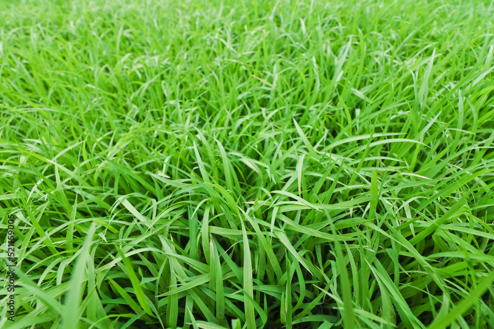 light green grass close up. light green grass close up.