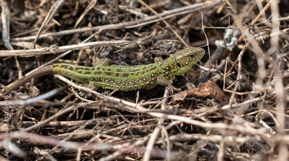 Green lizard on the ground in spring. Green lizard on the ground in spring.